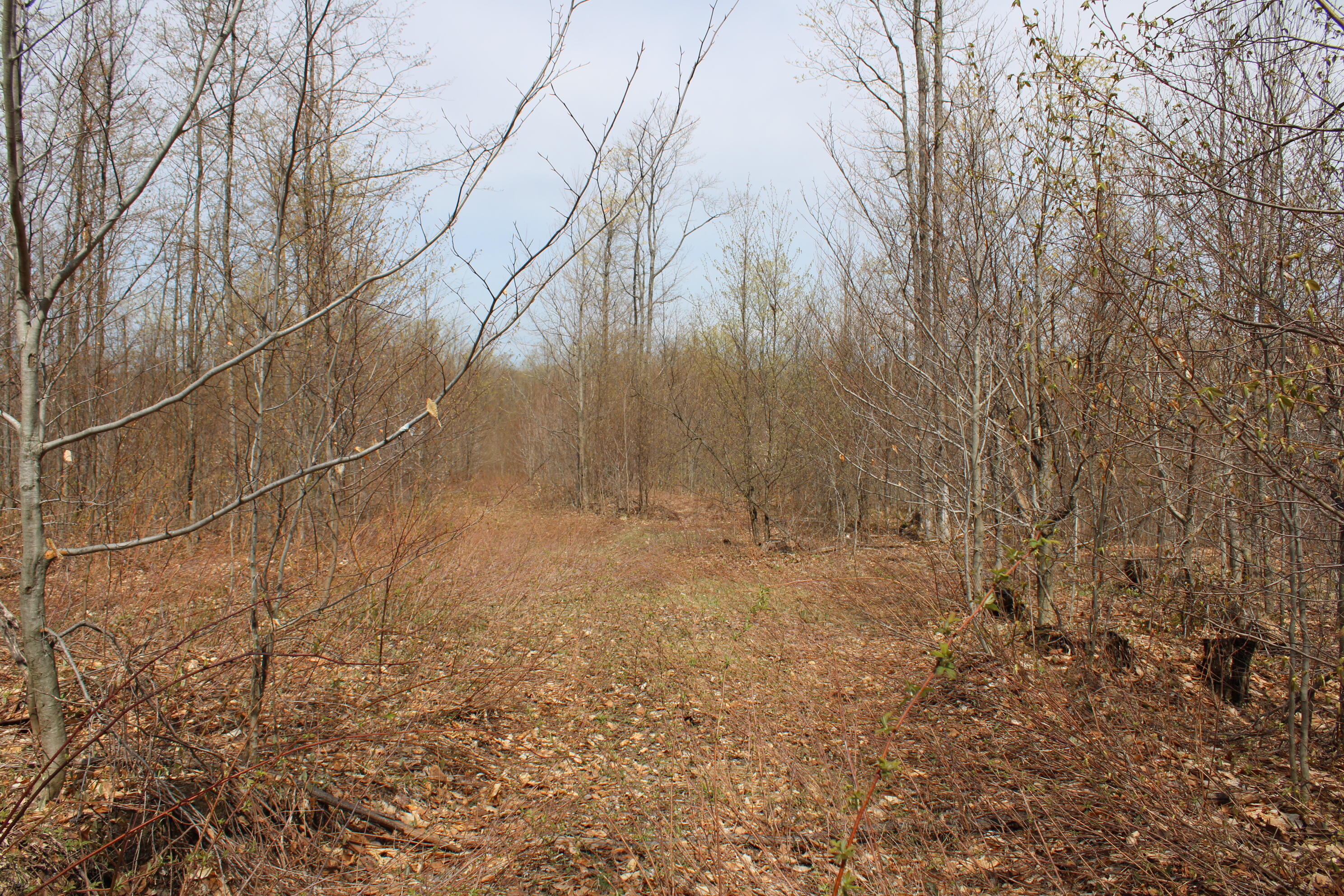 8241 Anger Road Mancelona, MI 49659 - Photo 20 of 42 IMG_5779