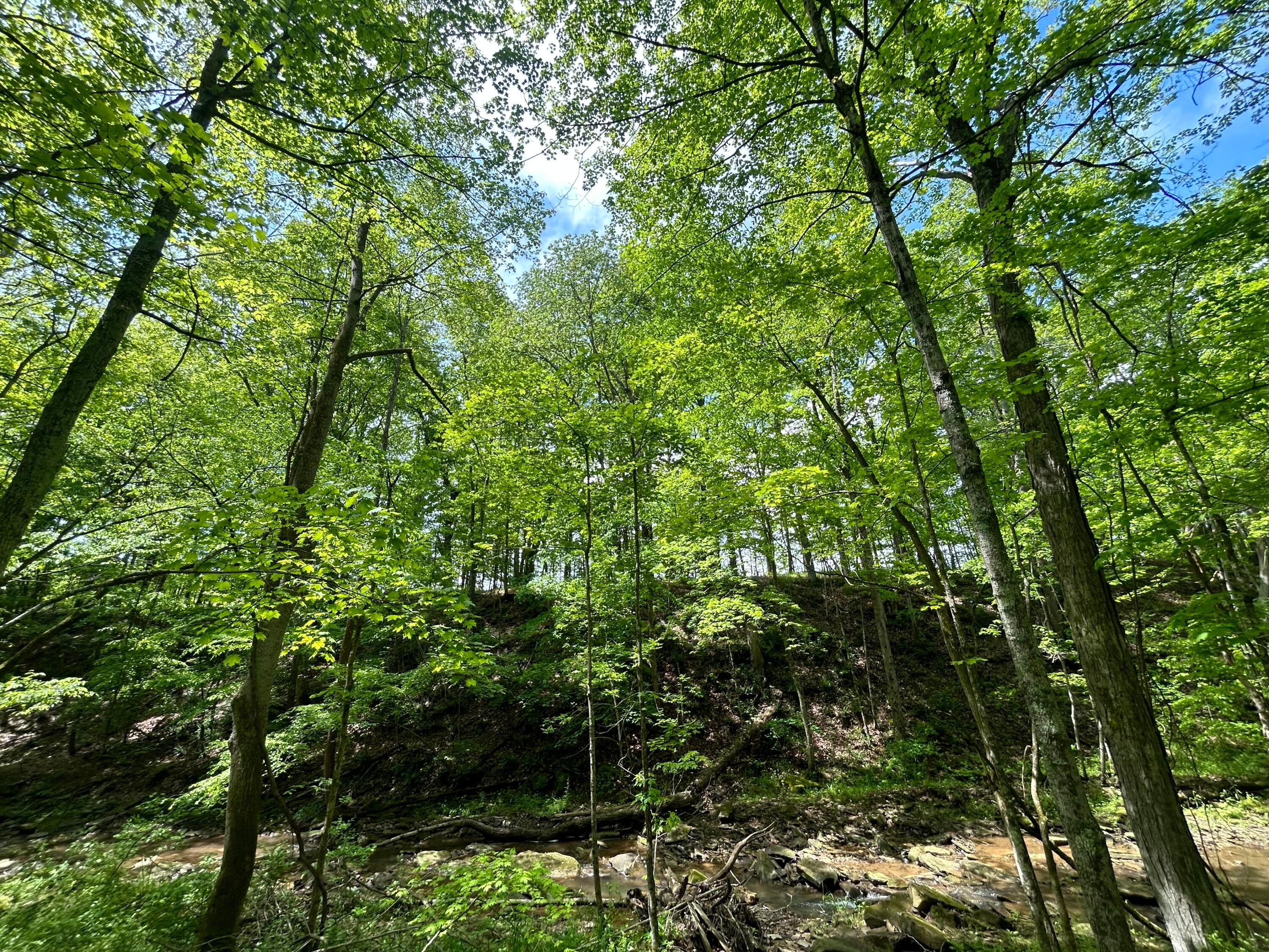 0 Buchanan Road Waverly, OH 45690 - Photo 11 of 24 IMG_1501