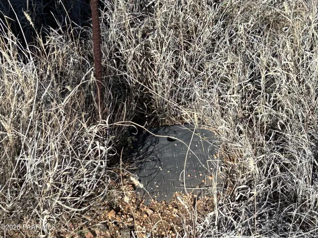 a view of a plant with a plant