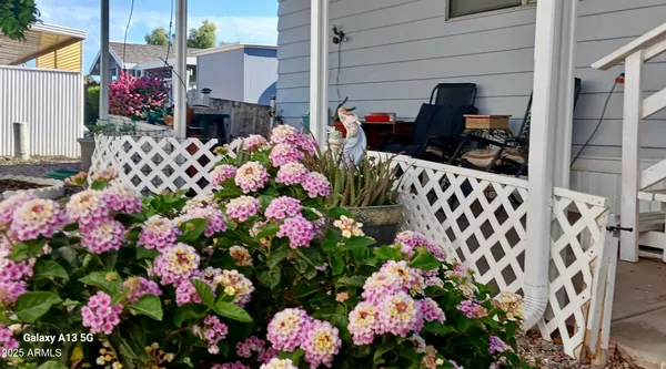 a bunch of flowers are in a yard