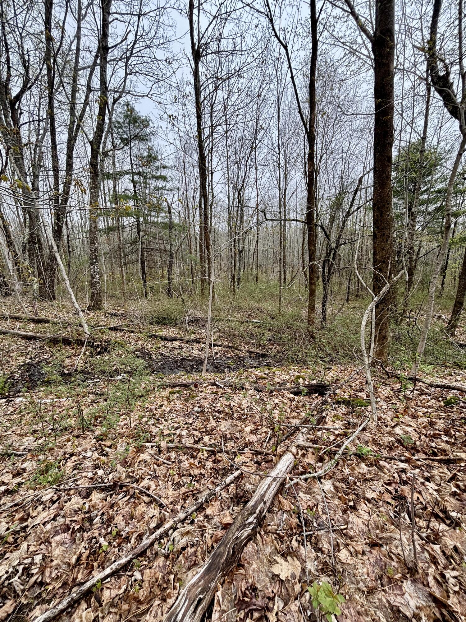 140 Gray Meadow Road Orland, ME 04472 - Photo 5 of 5 IMG_4353
