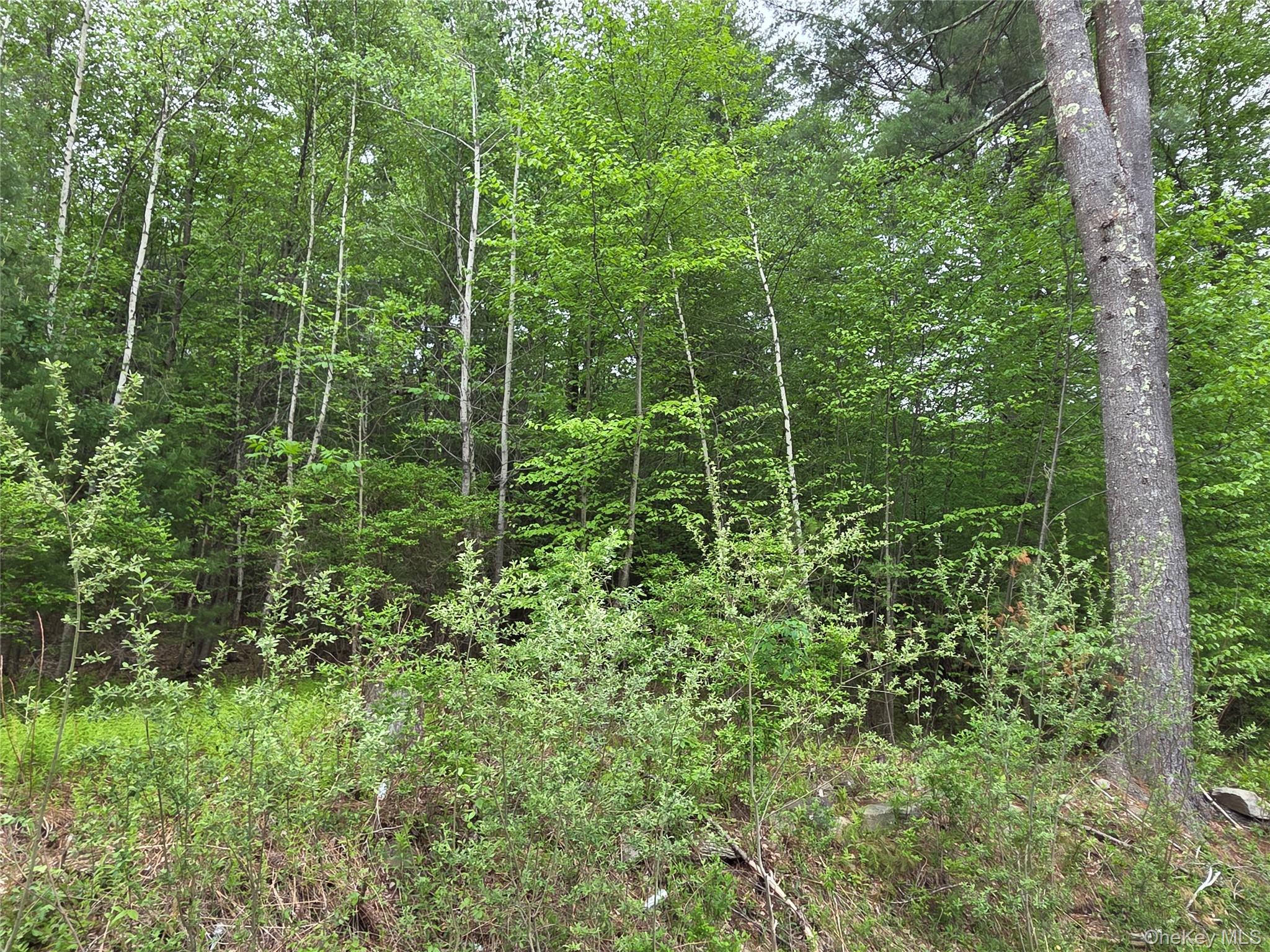 125 Zimmerman Road Loch Sheldrake, NY 12759 - Photo 42 of 43 a view of a lush green forest