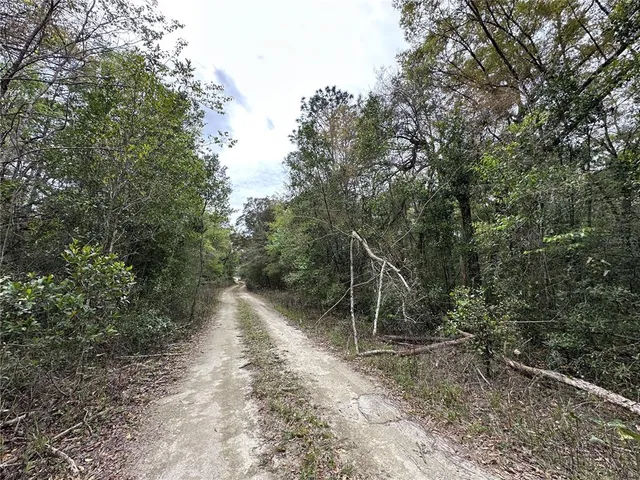a view of a forest with a trees