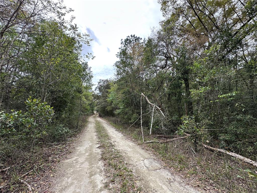 Tbd Northeast Tbd Ne 154th Terrace Williston, FL 32696 - Photo 3 of 3 a view of a forest with a trees