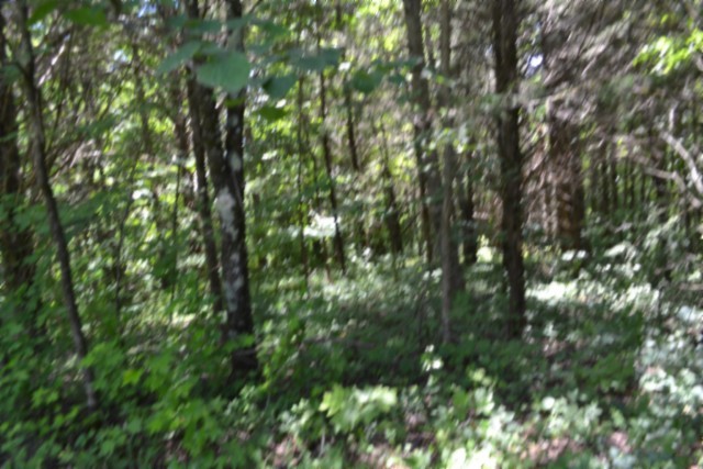 0 Pea Ridge Fire Tower Road Celina, TN 38551 - Photo 10 of 53