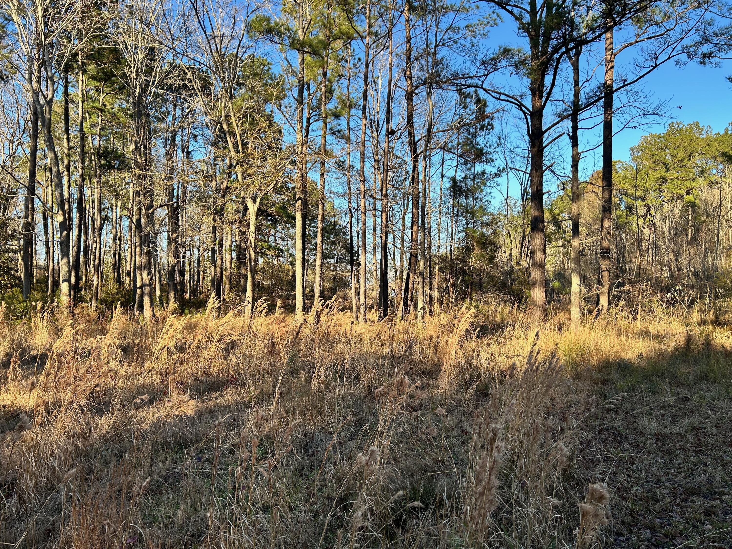 1420 Pinopolis Road Moncks Corner, SC 29461 - Photo 12 of 13 IMG_2968