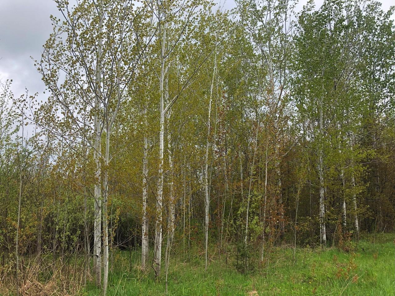 14287 Clement Road Saxon, WI 54559 - Photo 27 of 29 Gallery Image 27