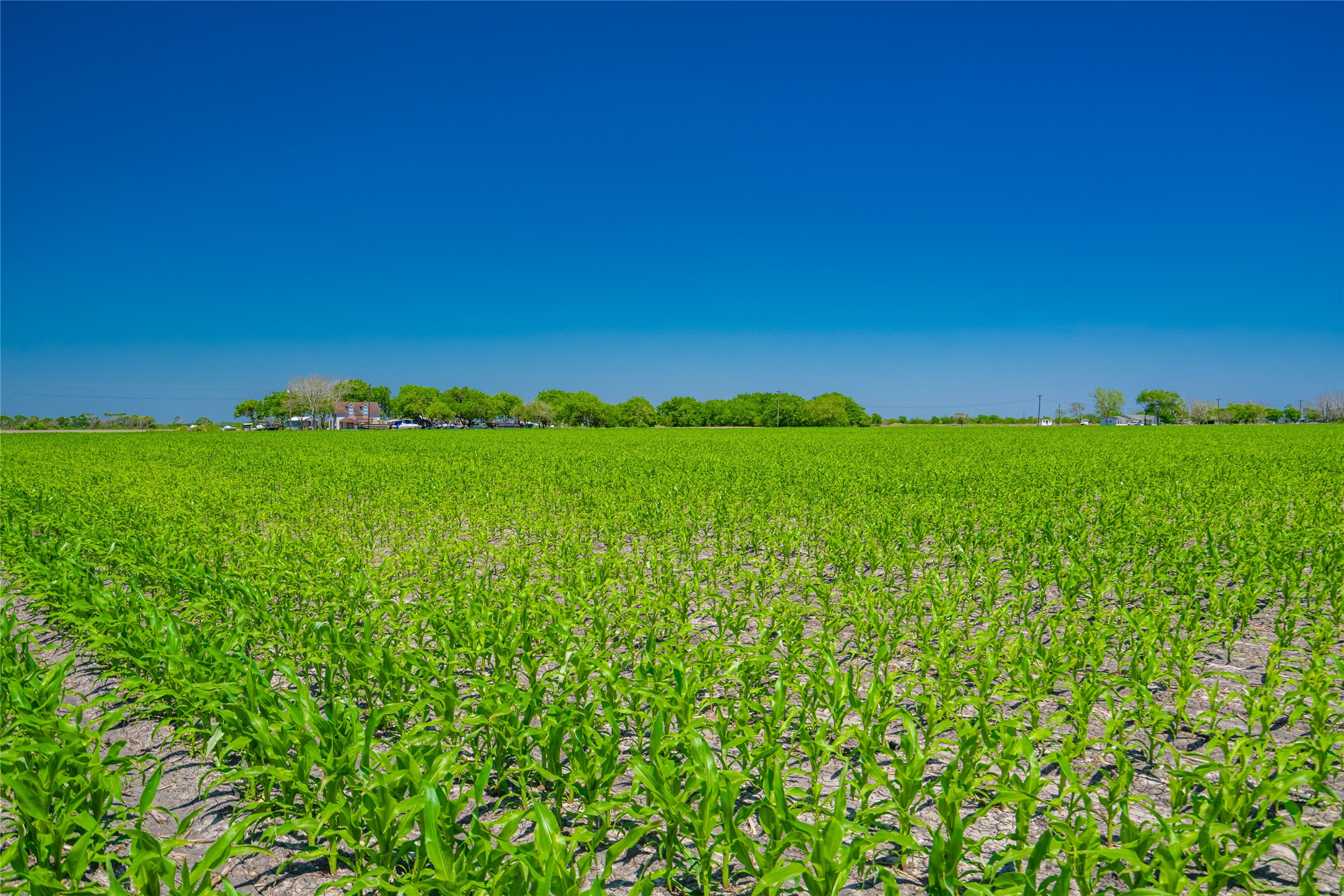 0 Park Road Port Lavaca, TX 77979 - Photo 2 of 19 a view of a field with plants and large trees