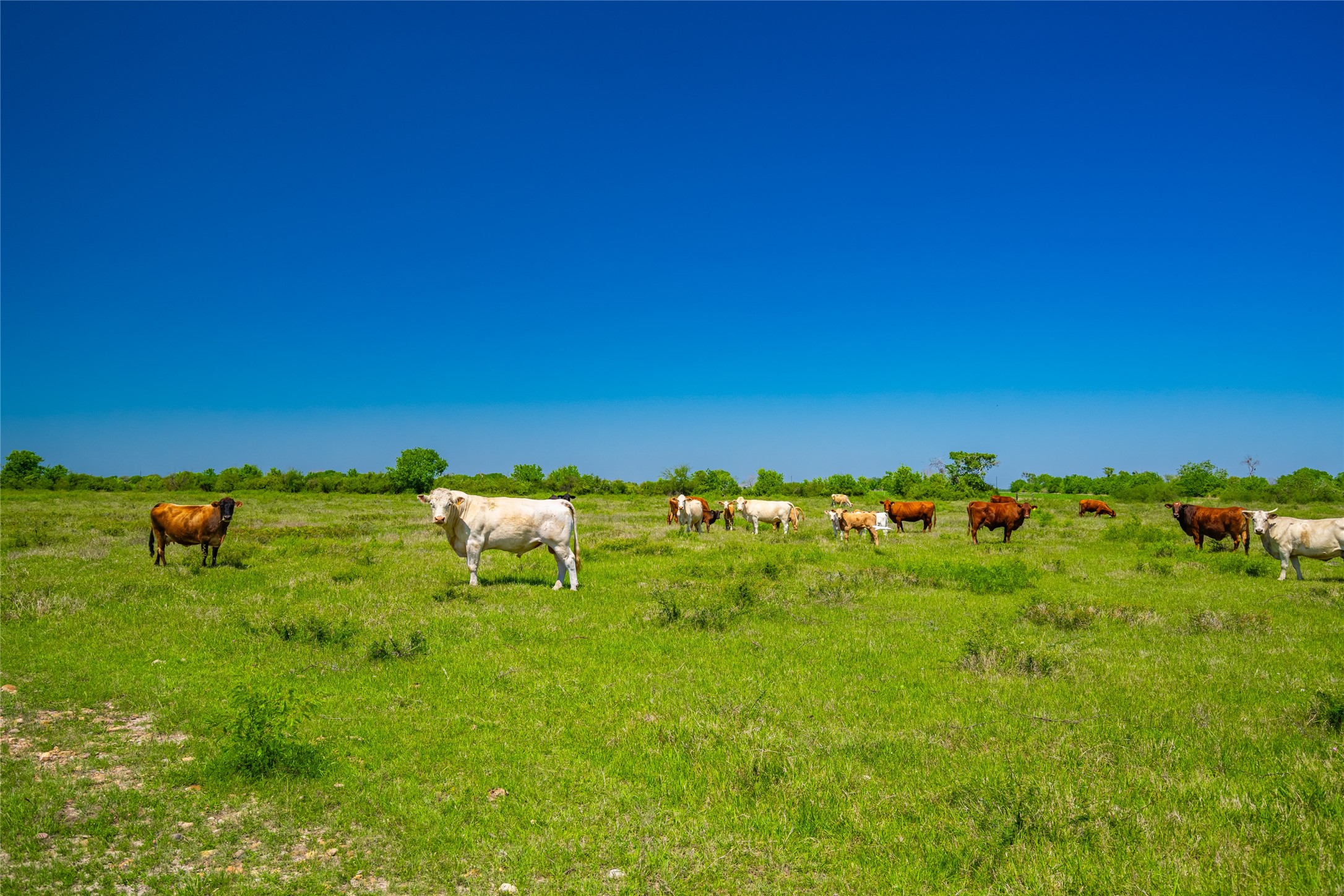 0 Park Road Port Lavaca, TX 77979 - Photo 6 of 19 a view of a grassy field with chairs
