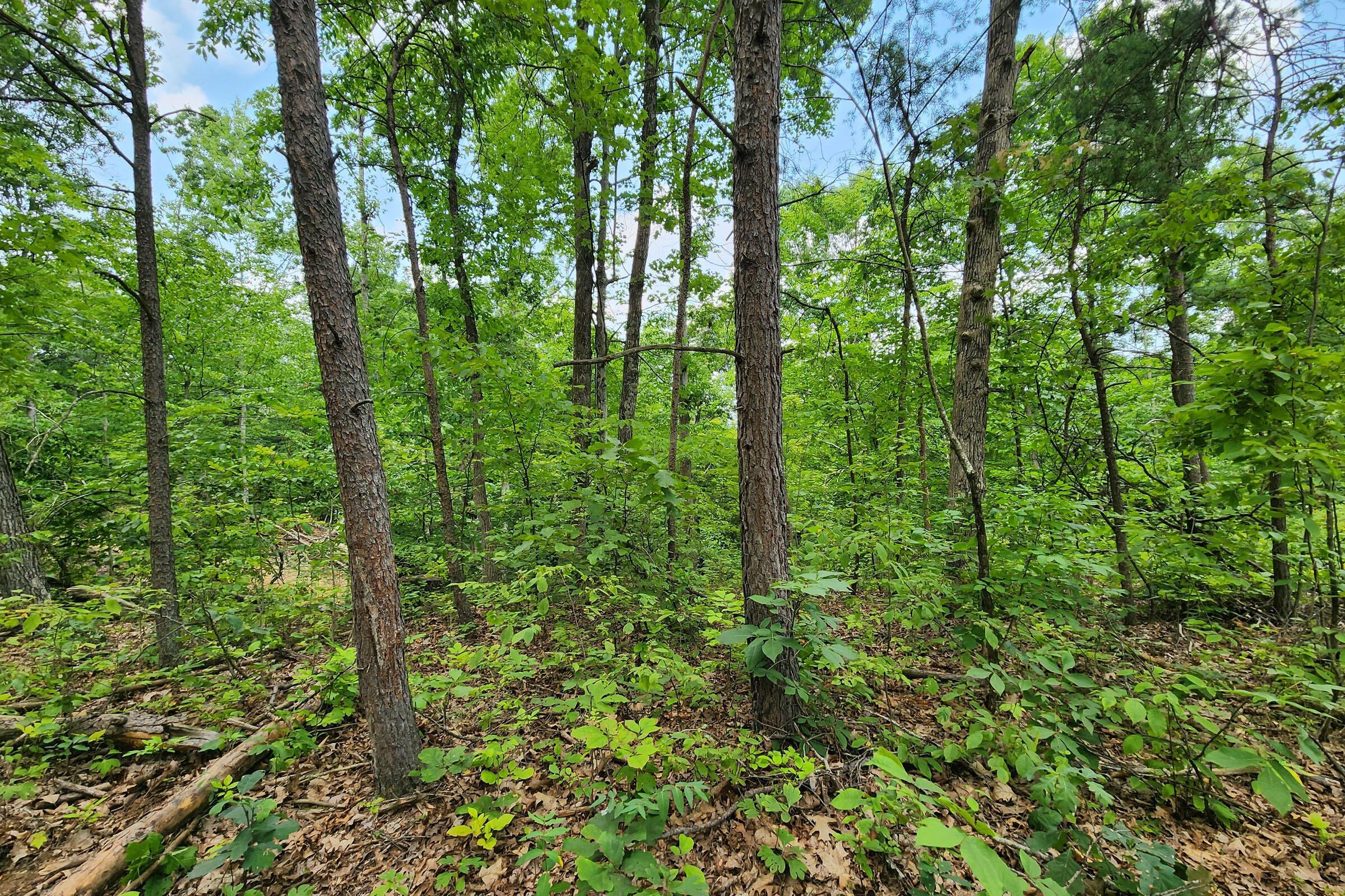 0 Back Run Road, Unit TRACT 3) Philo, OH 43771 - Photo 28 of 50 20230724_151735