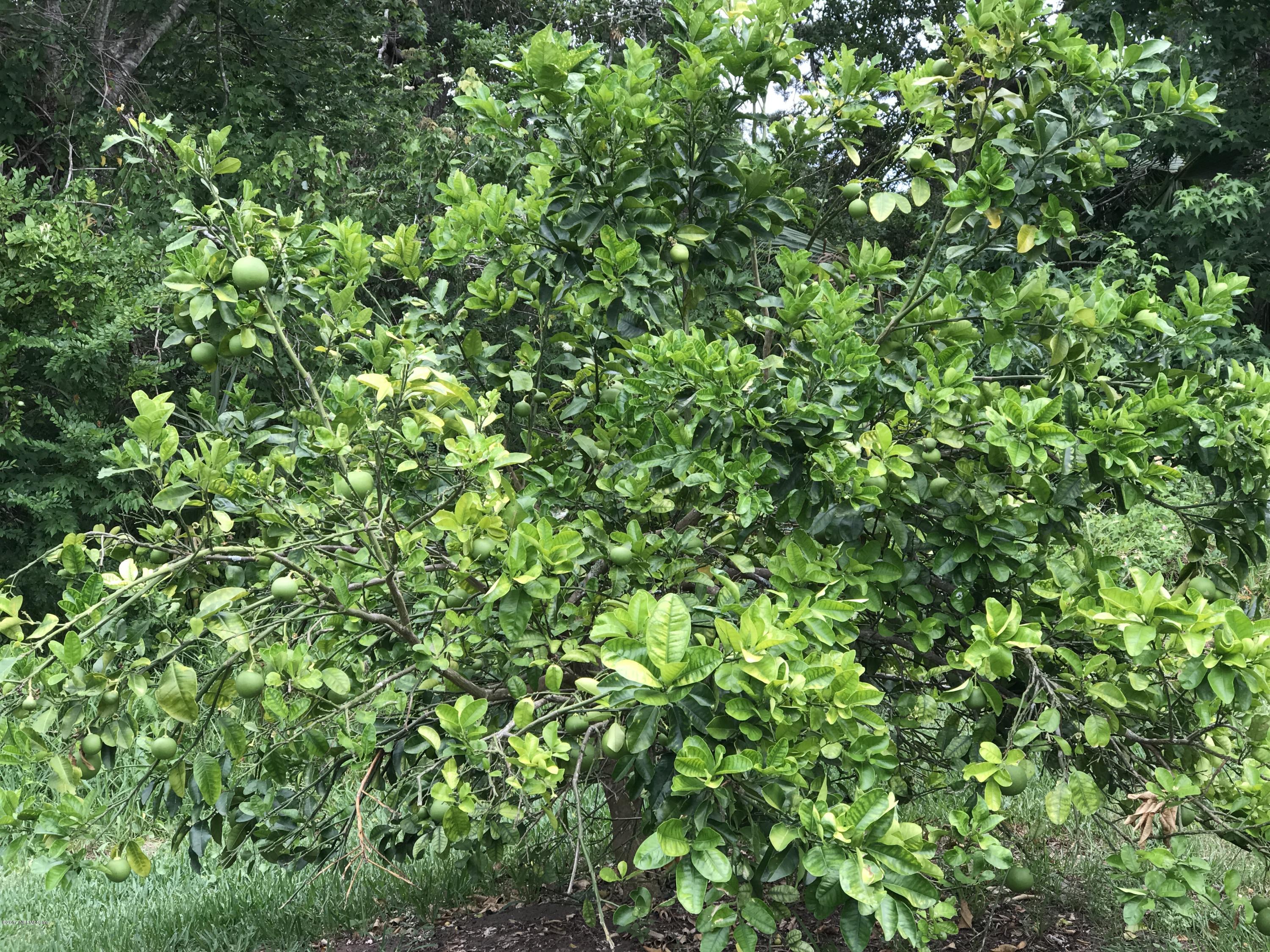13290 Pacemaker Drive Jacksonville, FL 32225 - Photo 37 of 40 a view of a plant