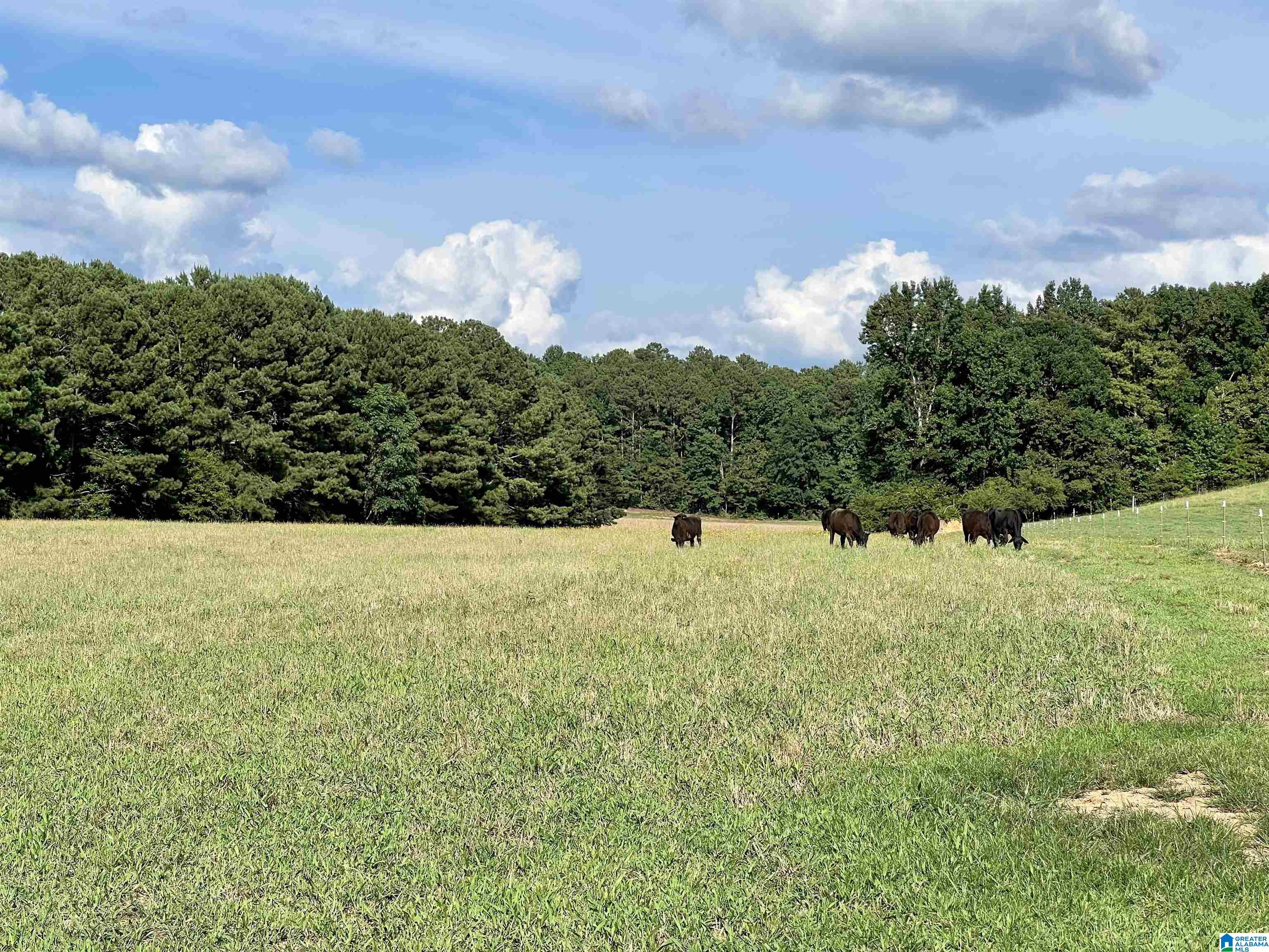 1515 Kelly Ranch Road, Unit 138 ACRES / Talladega, AL 35160 - Photo 4 of 42