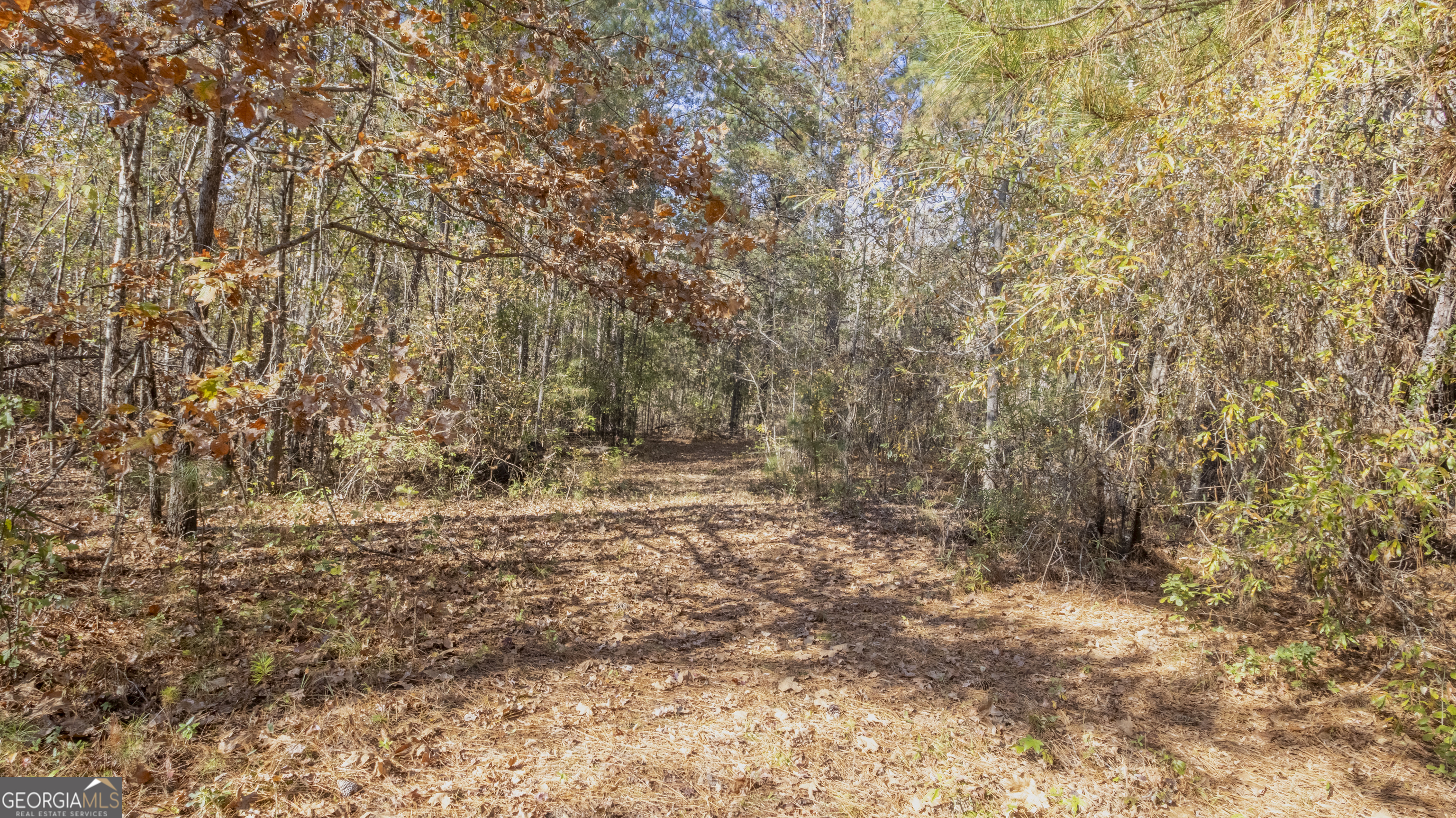 2717 Mount Pilgrim Road Greenville, GA 30222 - Photo 56 of 65 a view of a yard with a tree