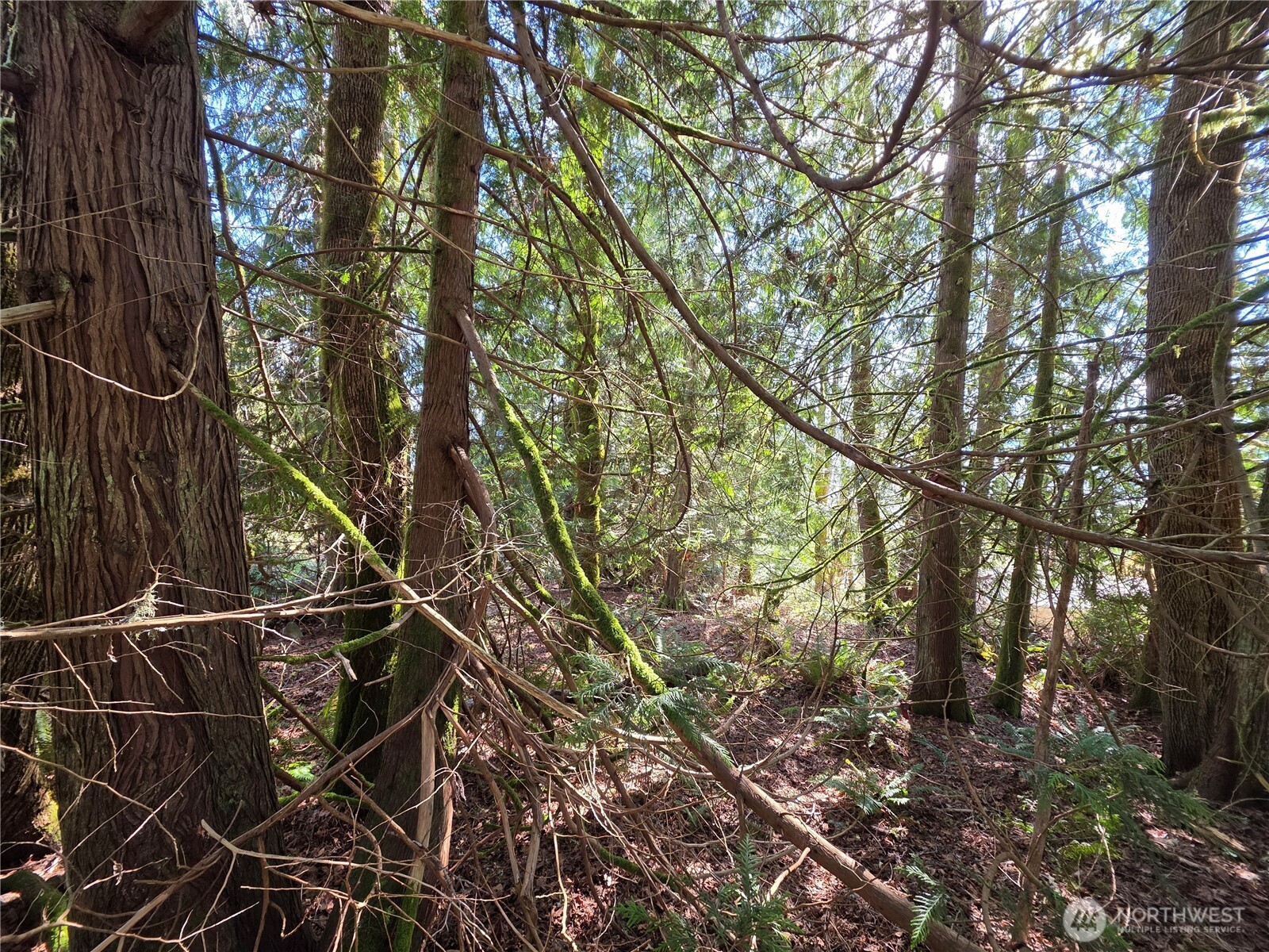 0 Cedar Court Brinnon, WA 98320 - Photo 3 of 10 a backyard of a house with lots of green space