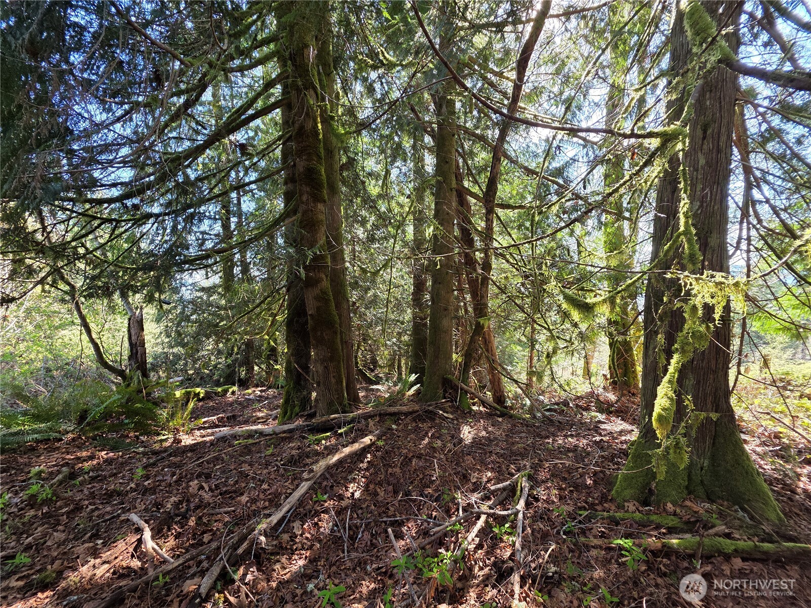 0 Cedar Court Brinnon, WA 98320 - Photo 4 of 10 a view of tree