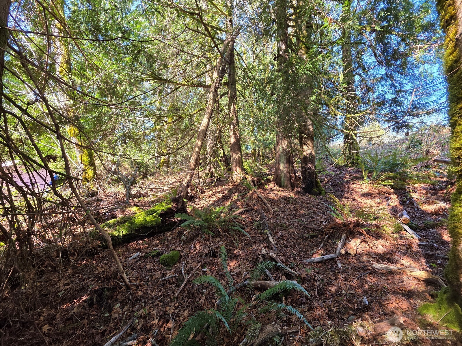 0 Cedar Court Brinnon, WA 98320 - Photo 7 of 10