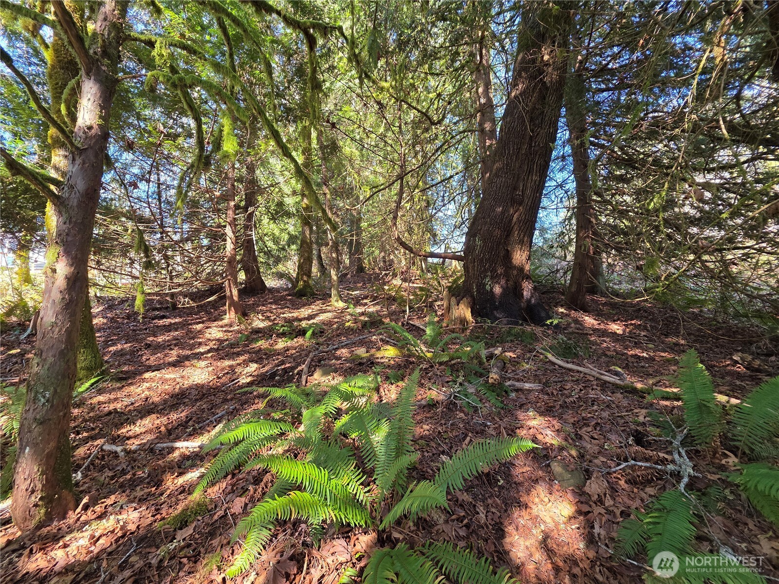 0 Cedar Court Brinnon, WA 98320 - Photo 8 of 10 a backyard of a house