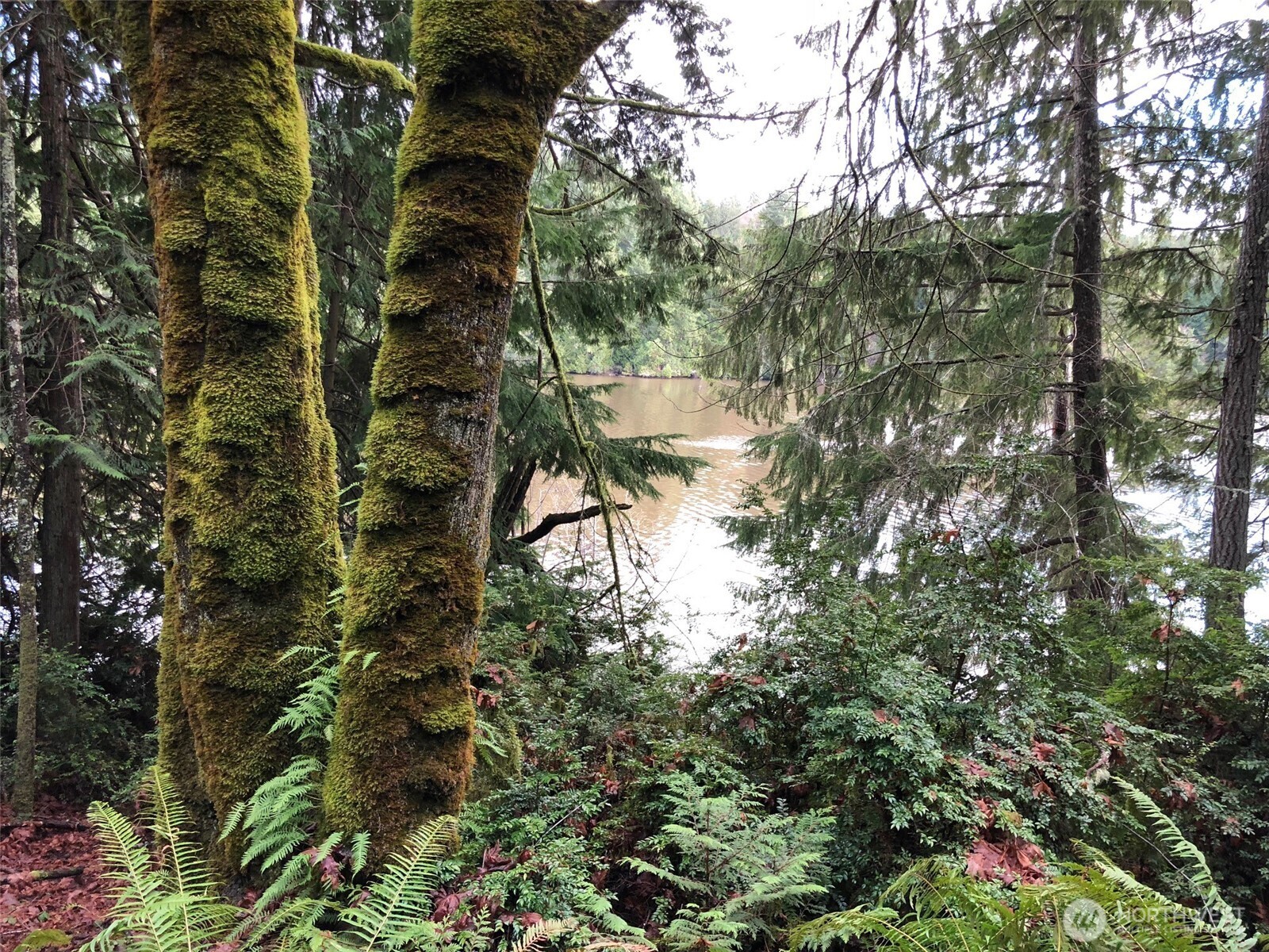 4101 161st Avenue Southwest Longbranch, WA 98351 - Photo 5 of 12 a view of a yard