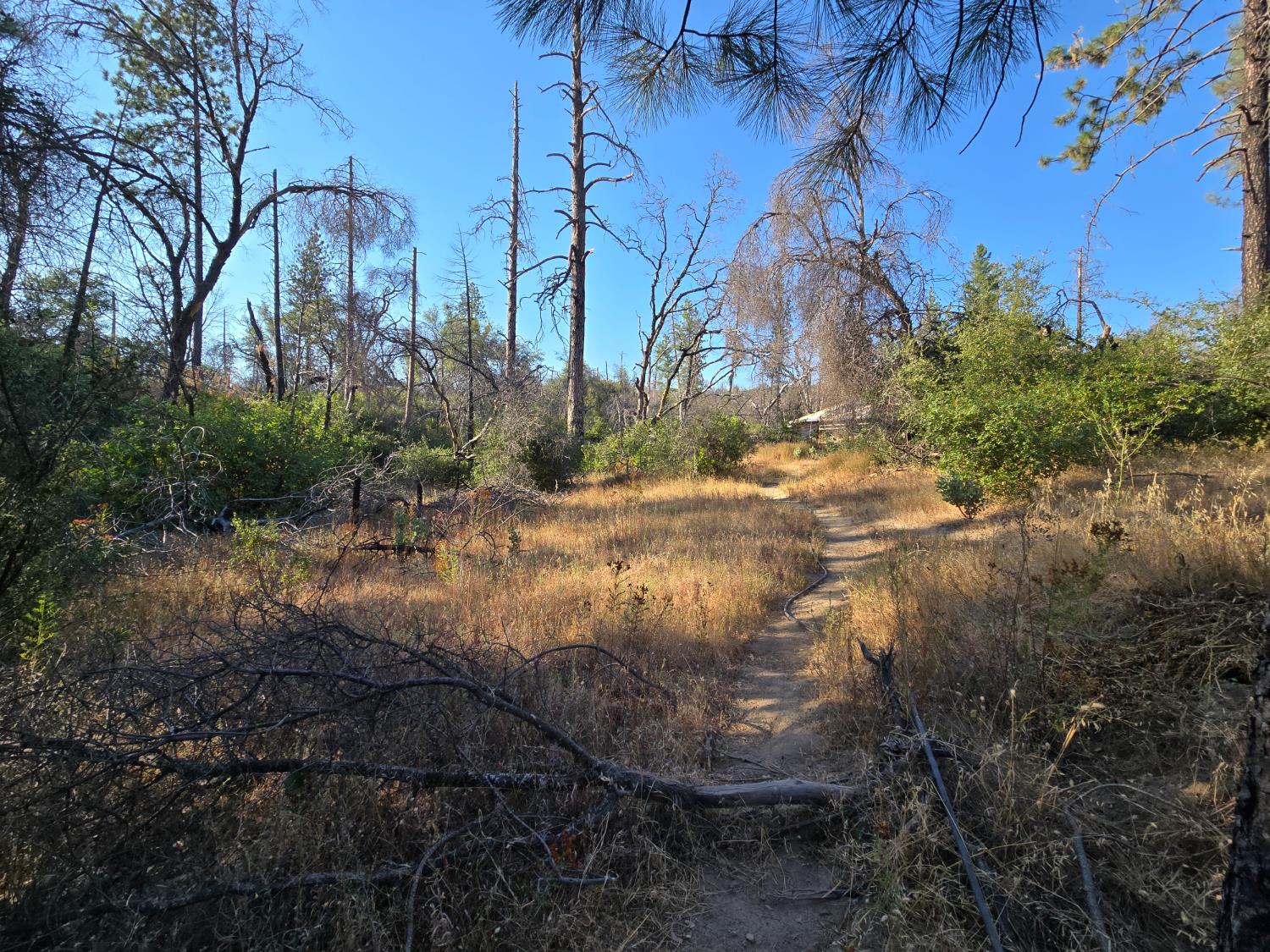 804 Craig Access Road Oroville, CA 95966 - Photo 26 of 31 a backyard of a house with lots of green space