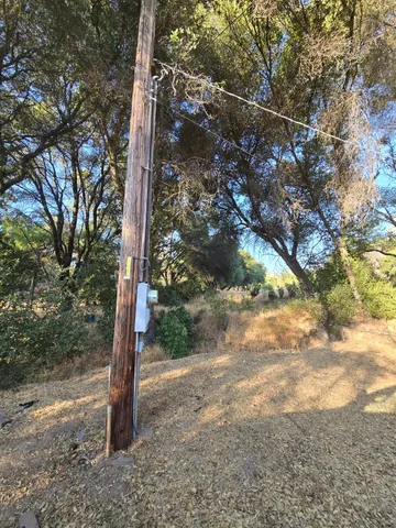 a view of a tree with a tree