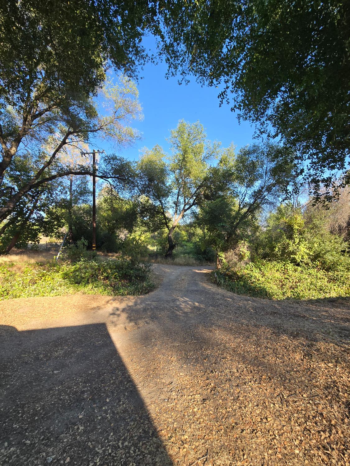 804 Craig Access Road Oroville, CA 95966 - Photo 6 of 31 a view of a yard with an trees