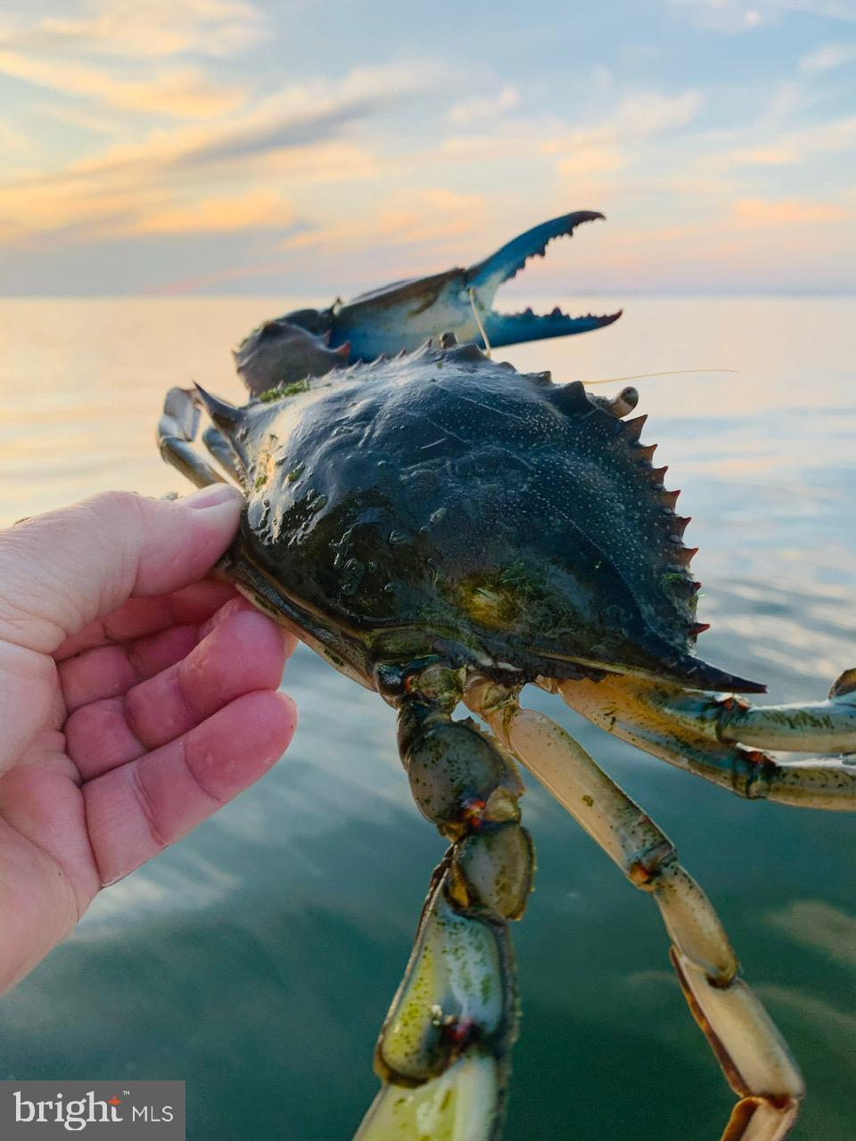 5241 Frances Road Marion Station, MD 21838 - Photo 50 of 146