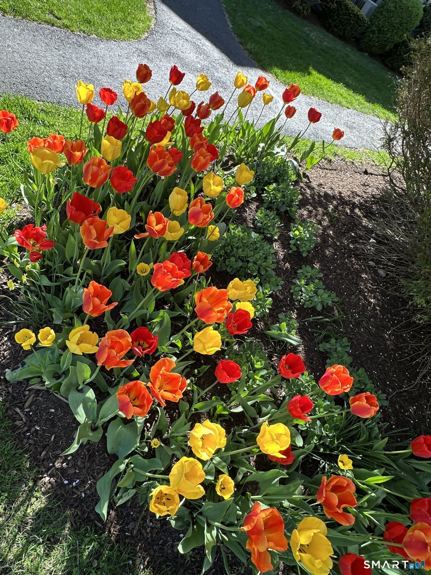 16 Fawn Ridge Lane, Unit 16 Wilton, CT 06897 - Photo 36 of 38 Spring in Fawn Ridge