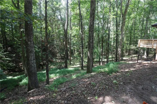 a view of a forest that has large trees