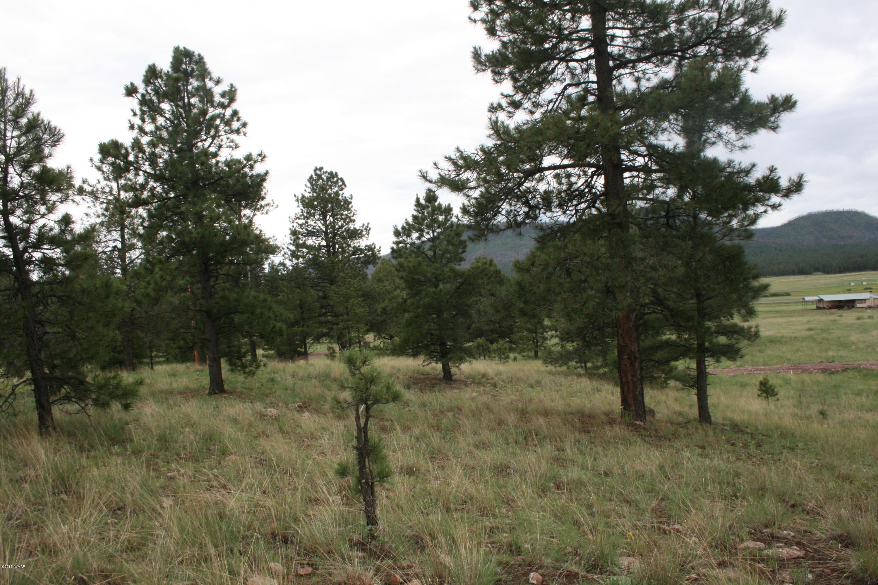 12 F L Z Ranch Road Alpine, AZ 85920 - Photo 12 of 22