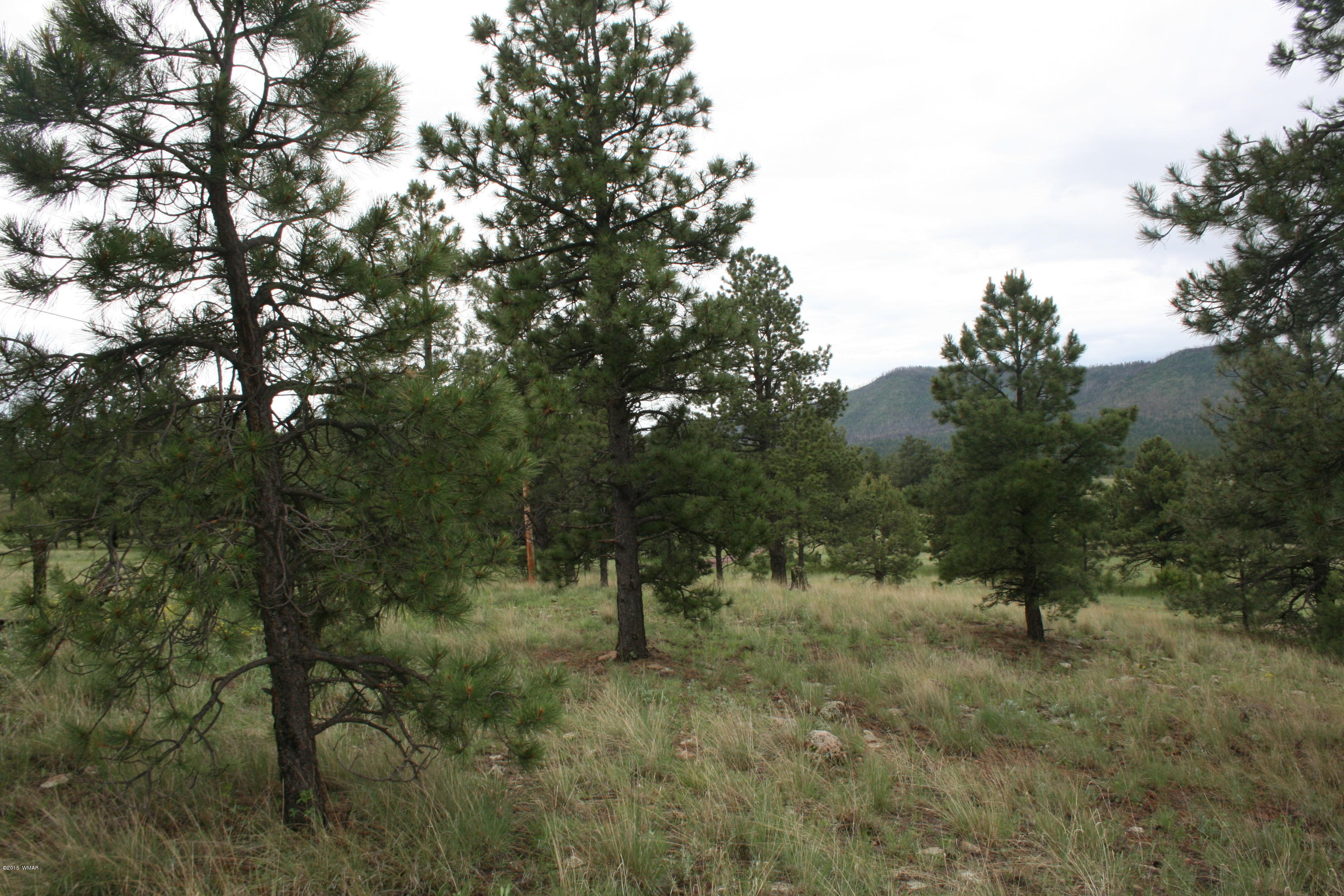 12 F L Z Ranch Road Alpine, AZ 85920 - Photo 4 of 22