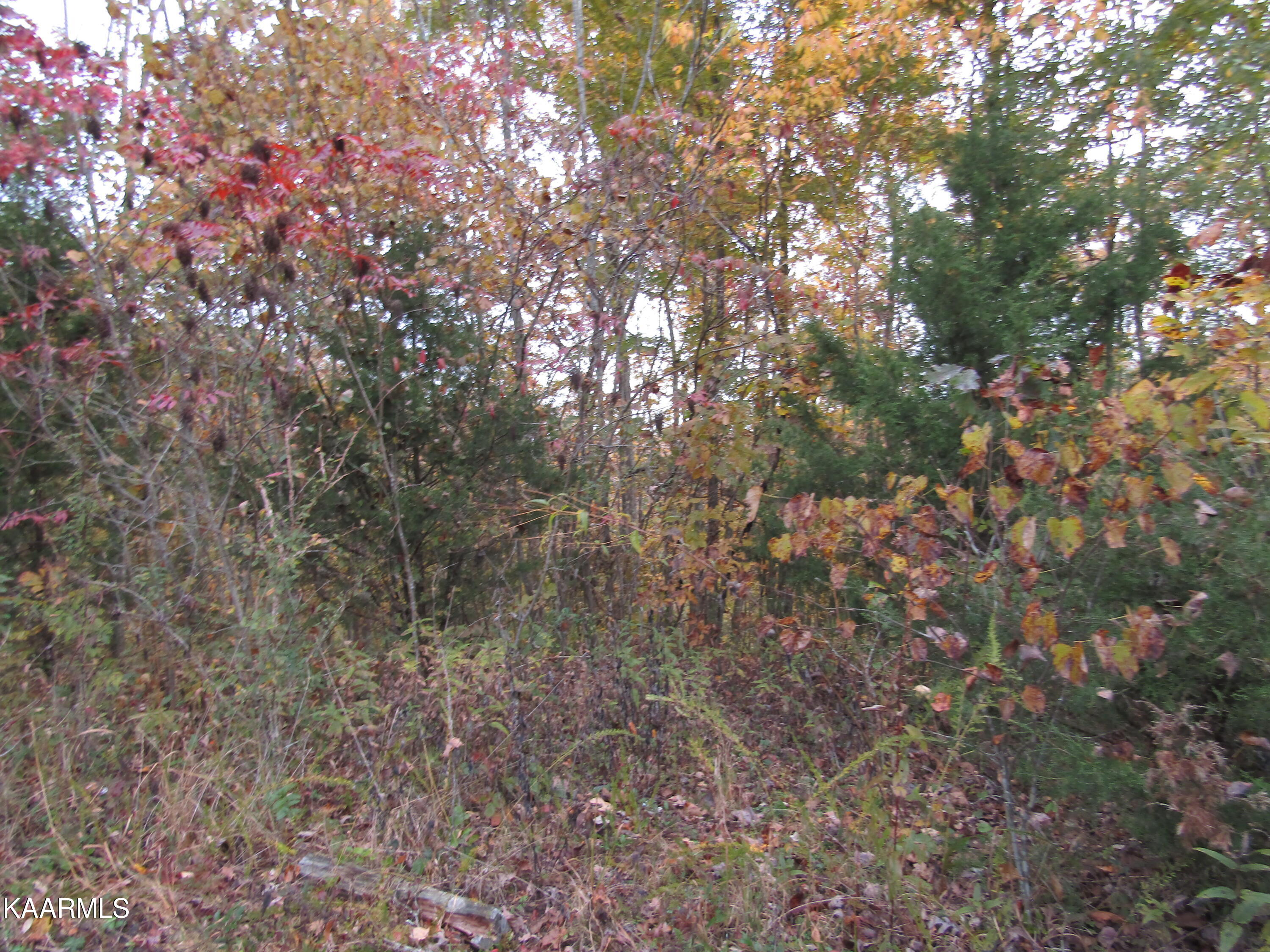 7.29-ac James White Road Celina, TN 38551 - Photo 22 of 38 IMG_4637