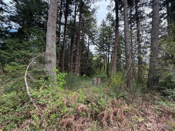 a view of a forest