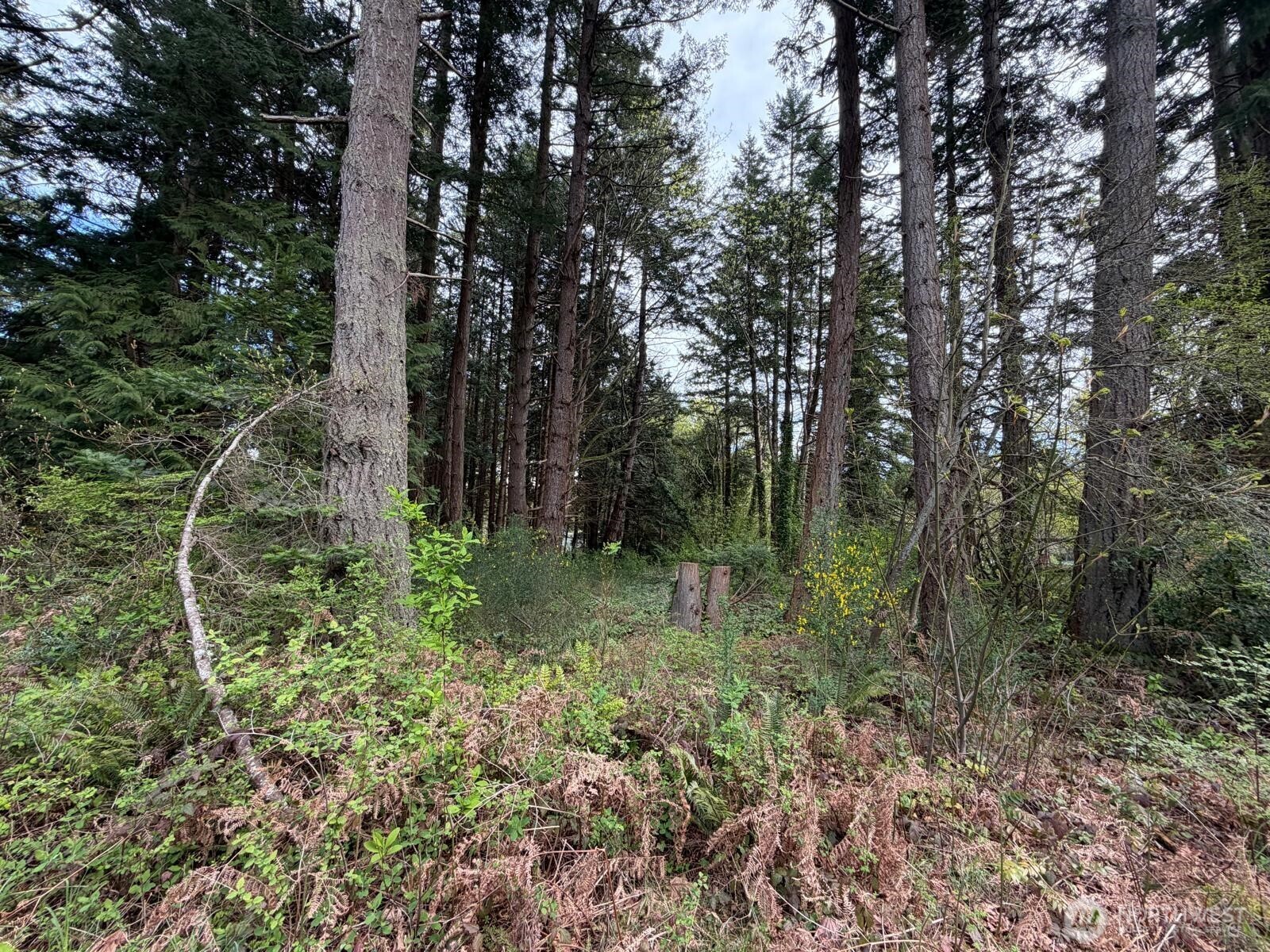 0 Boundary Bay Road Point Roberts, WA 98281 - Photo 4 of 5 a view of a forest