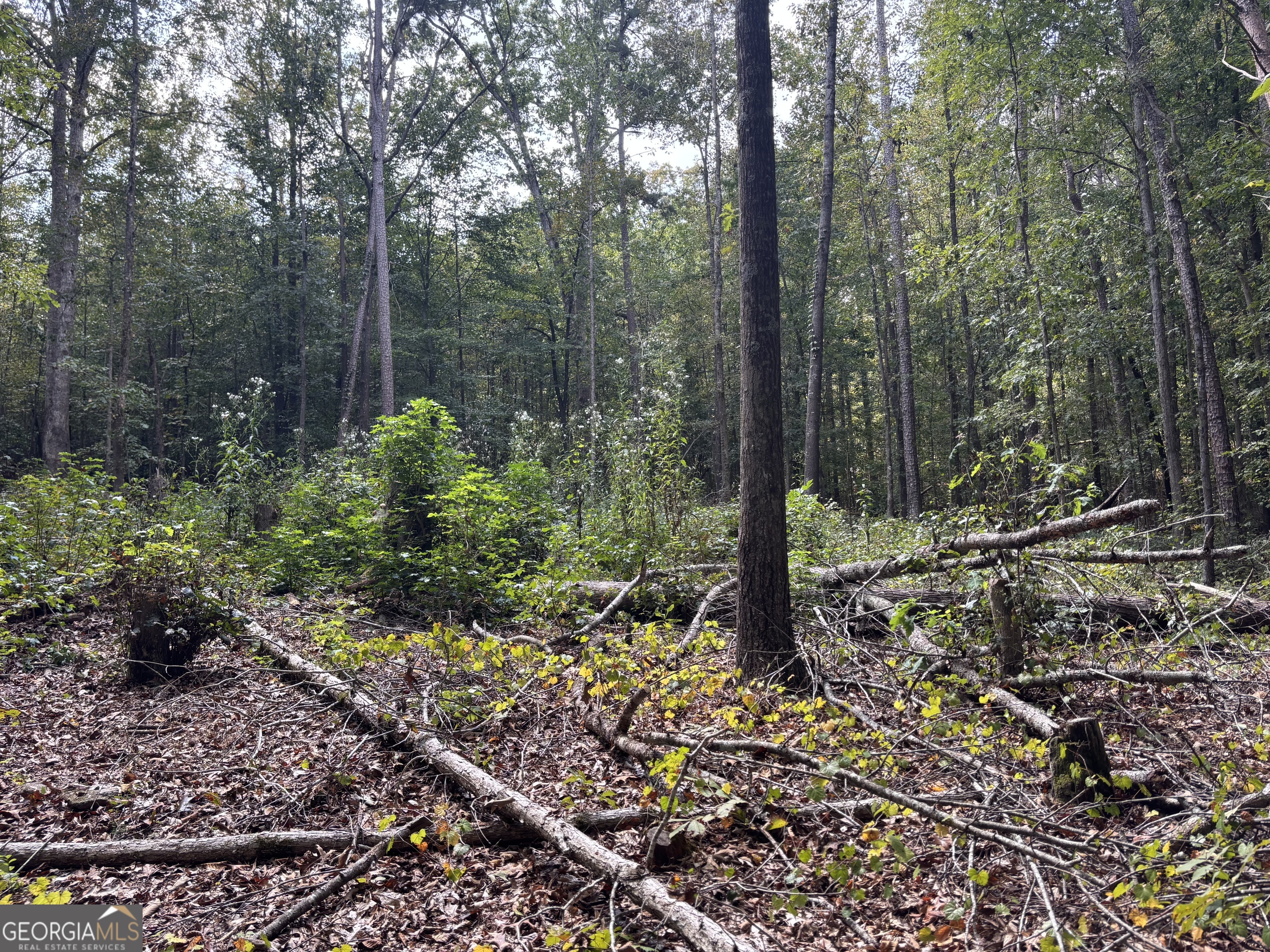 535 Deer Chase Toccoa, GA 30577 - Photo 3 of 7 a view of a forest with a tree