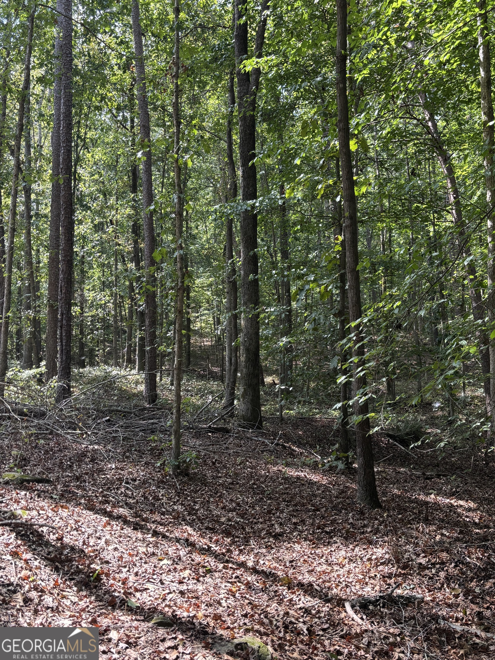 535 Deer Chase Toccoa, GA 30577 - Photo 5 of 7 a view of a forest with trees