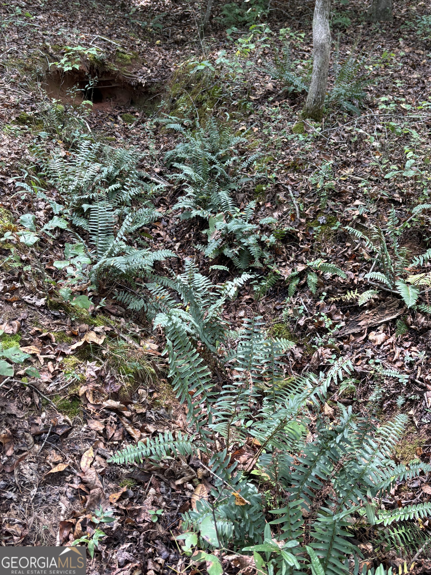 535 Deer Chase Toccoa, GA 30577 - Photo 6 of 7 a view of a house with a lush green forest