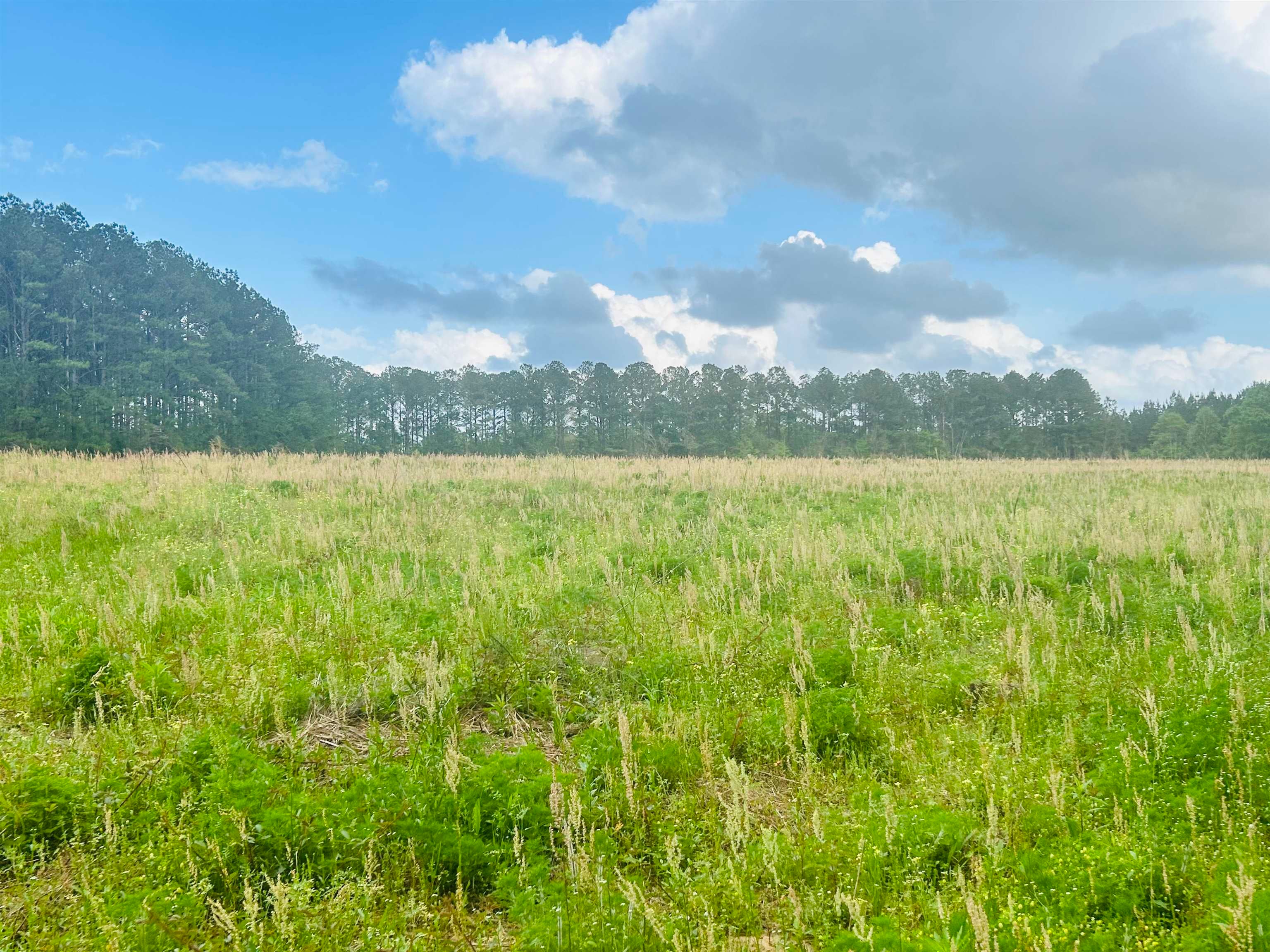 101 County Road Andalusia, AL 36420 - Photo 5 of 8 Gallery Image 5