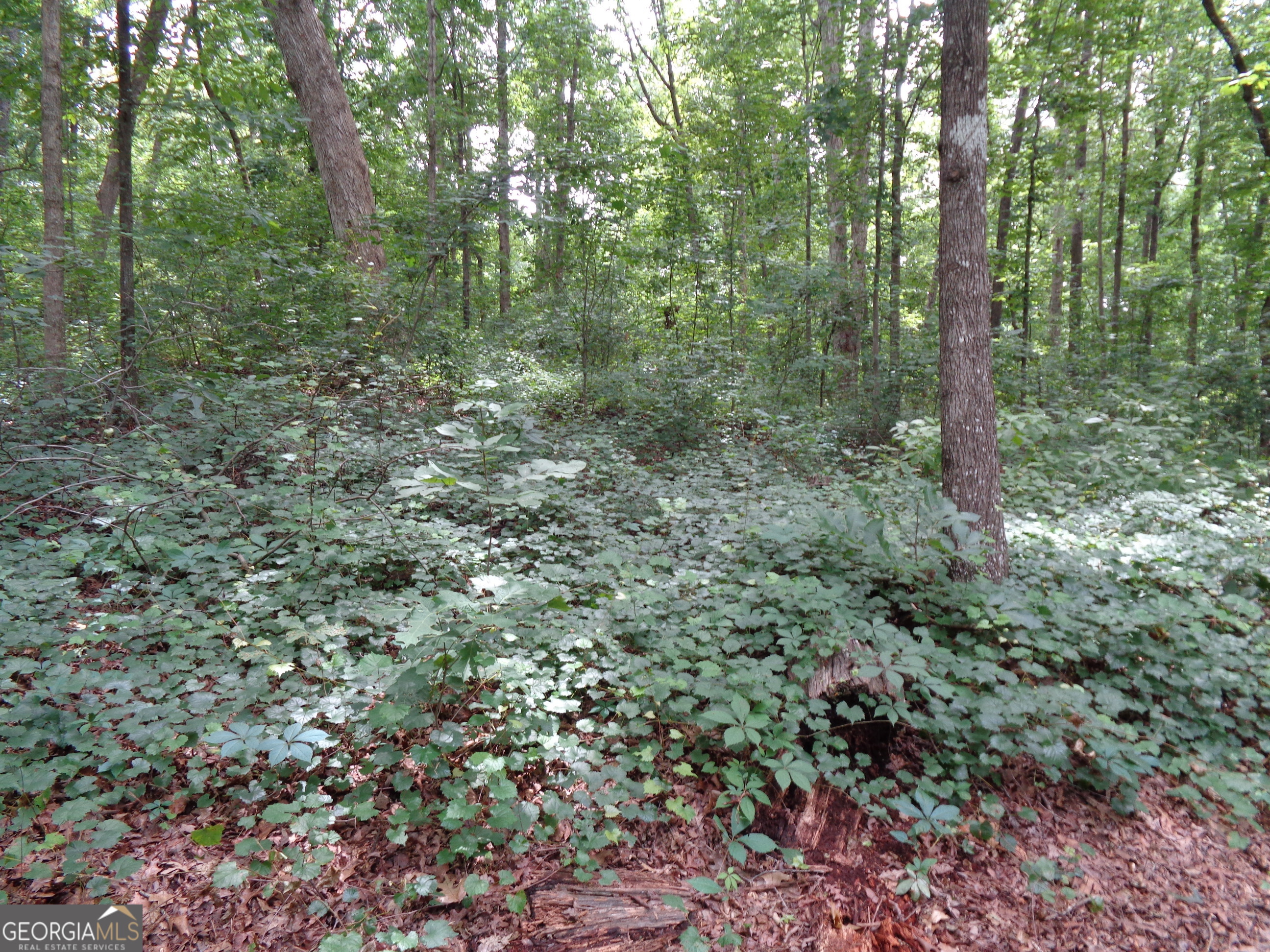 2411 Kesler Road Carnesville, GA 30521 - Photo 37 of 61 a view of a forest with trees in the background