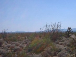 Roy Rogers Way Yucca, AZ 86438 - Photo 3 of 5 a view of a field of grass and trees