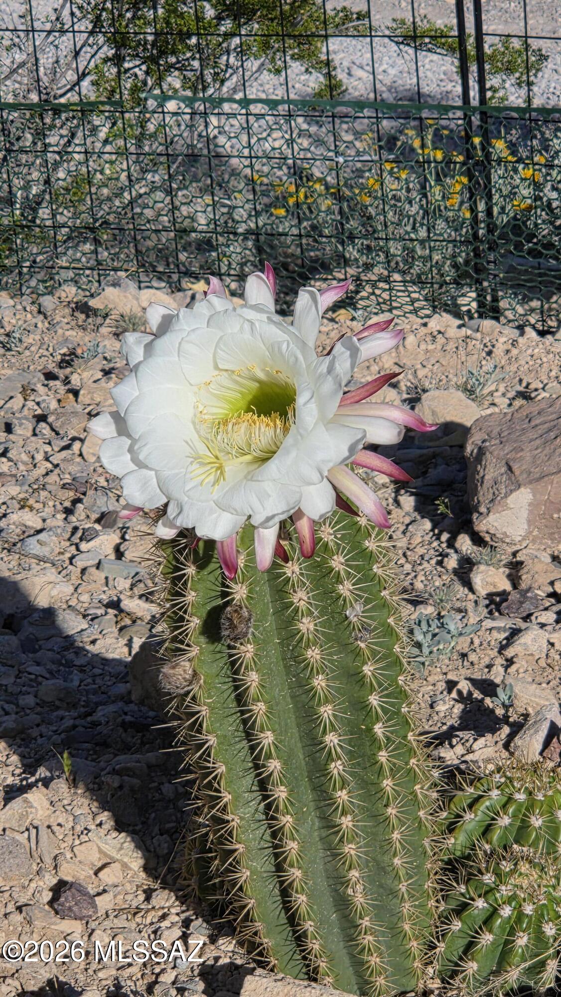 15680 East Colossal Cave Road Vail, AZ 85641 - Photo 36 of 51 Cactus Bloom