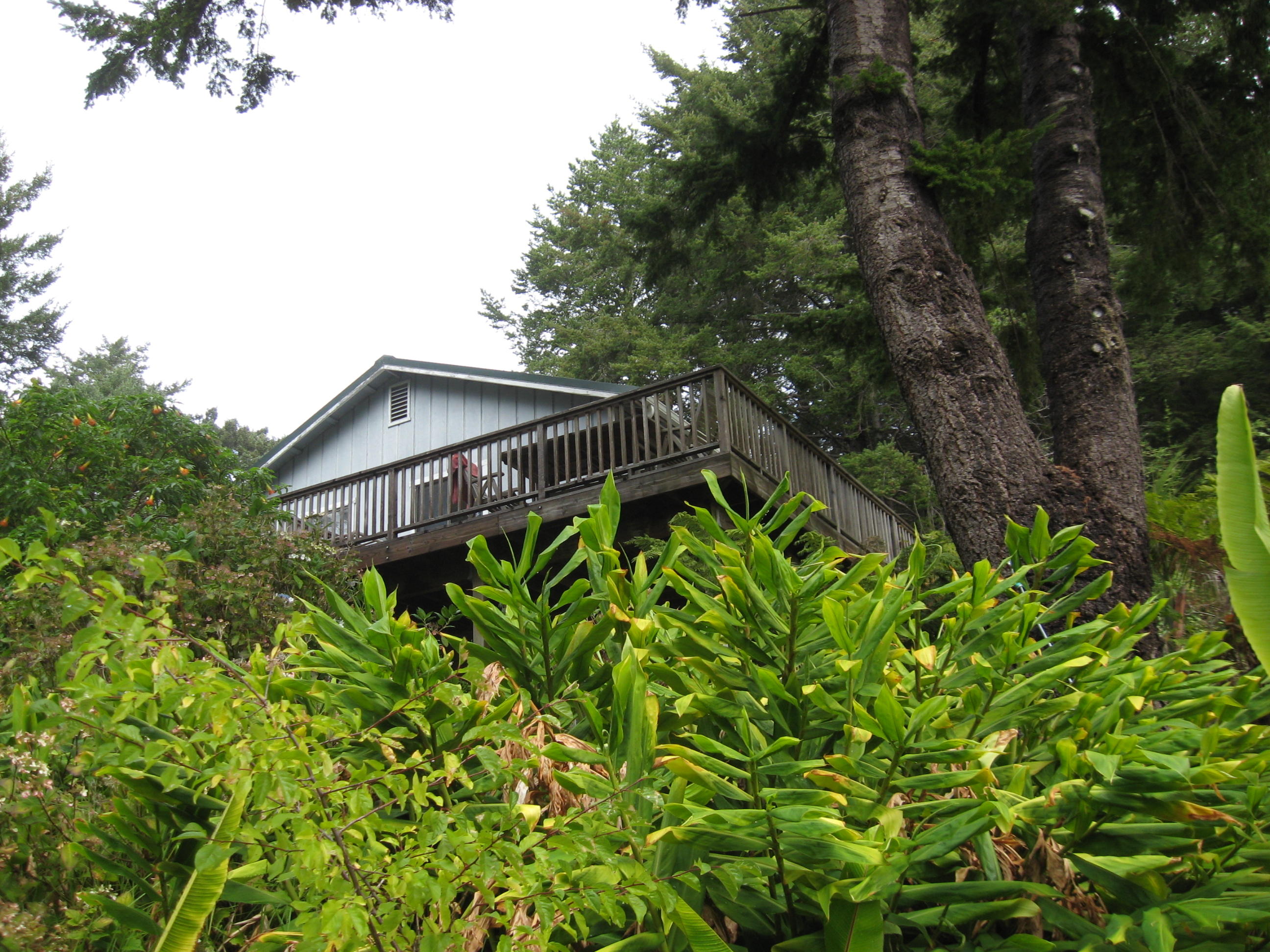 553-563 Spring Road Whitethorn, CA 95589 - Photo 1 of 1 a backyard of a house with lots of green space