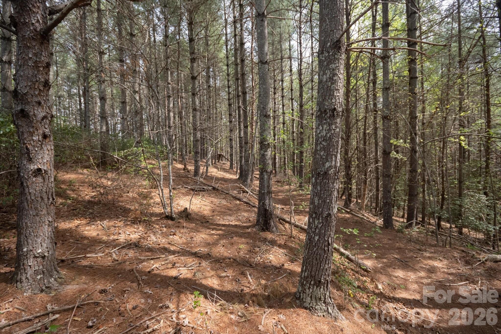 103 Big Tree Way Nebo, NC 28761 - Photo 5 of 15