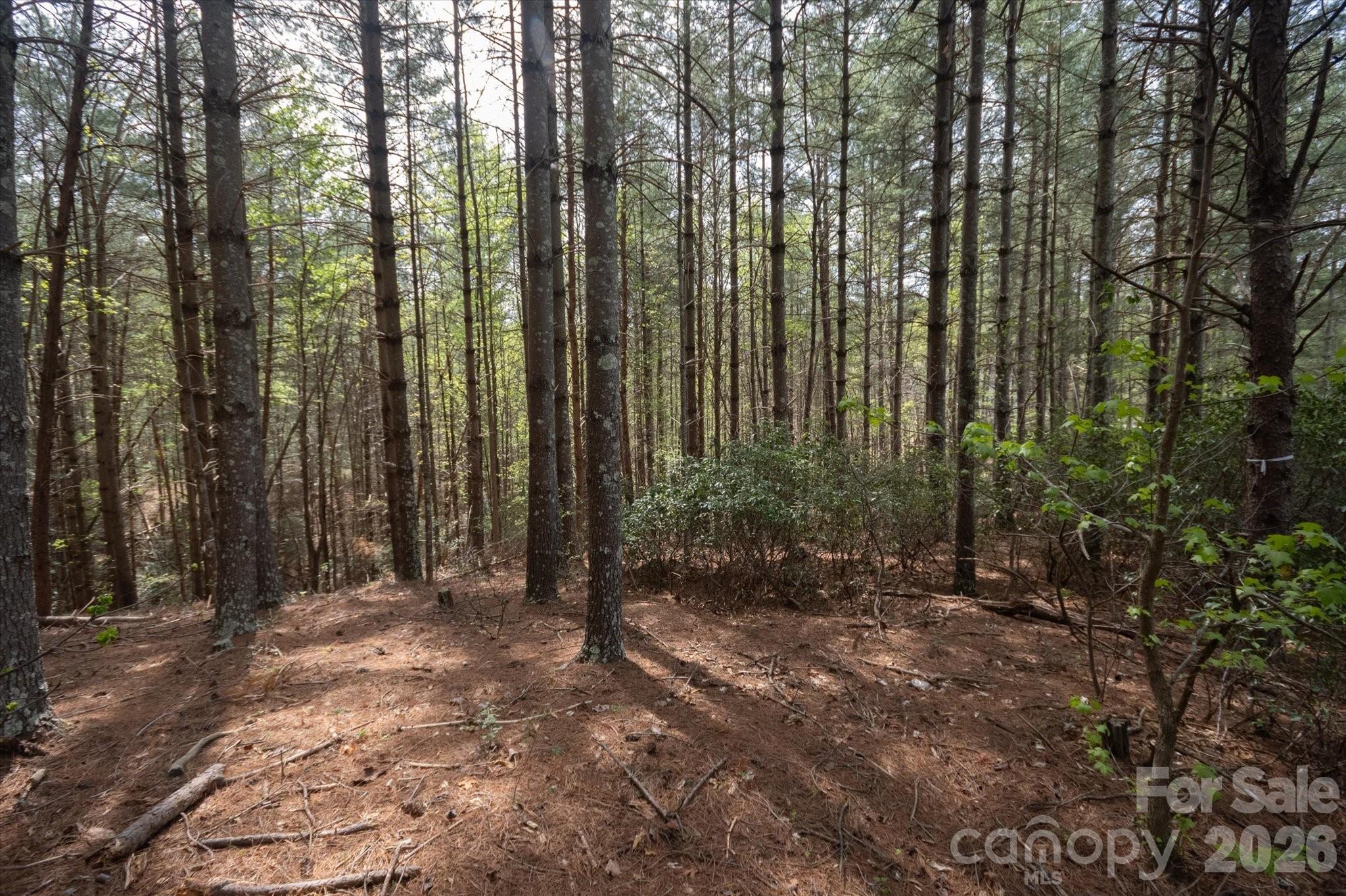 103 Big Tree Way Nebo, NC 28761 - Photo 6 of 15