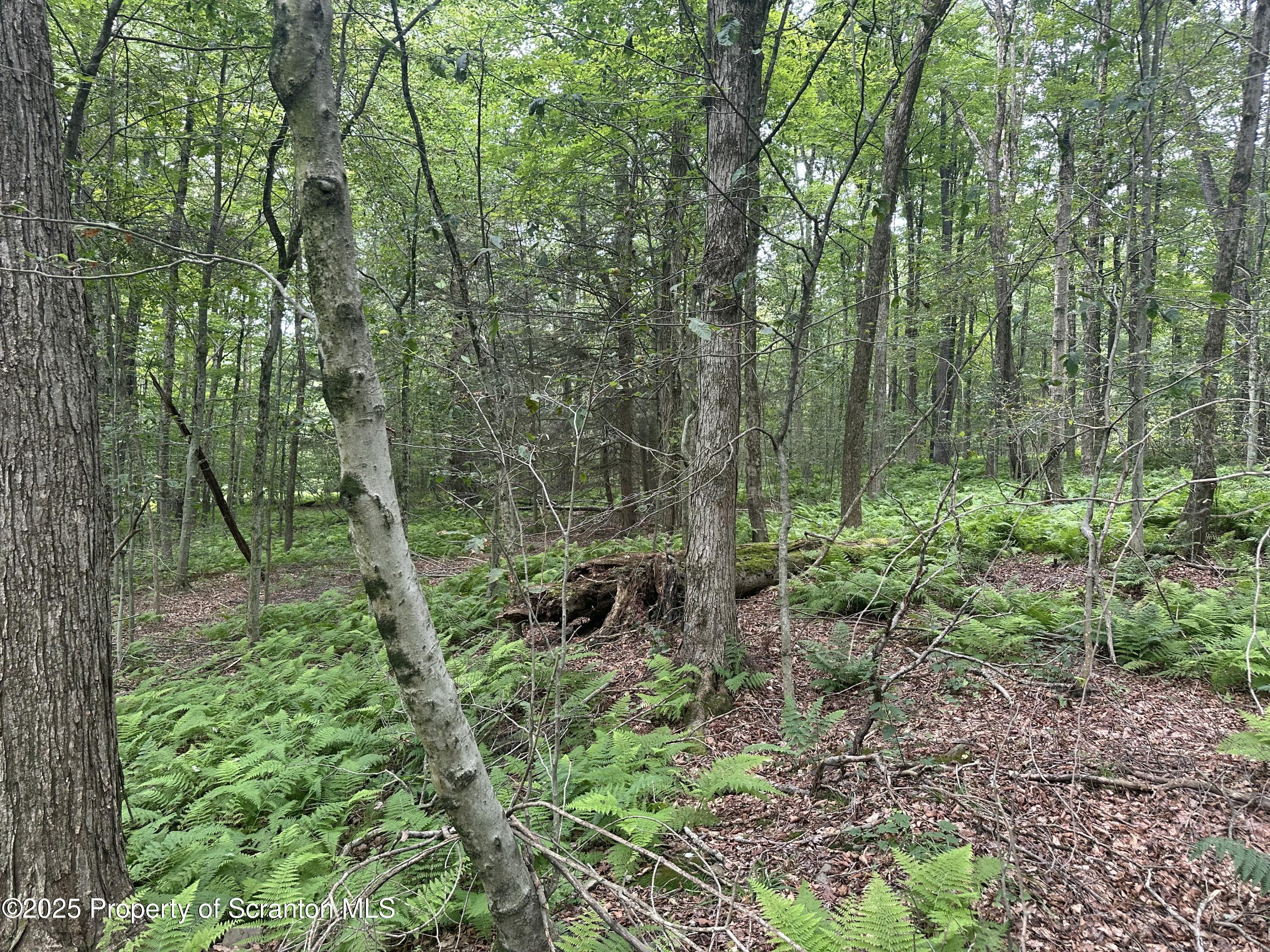 Lake Road New Milford, PA 18834 - Photo 3 of 3 a backyard of a house with lots of green space and trees