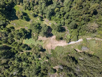 a view of a forest with a tree