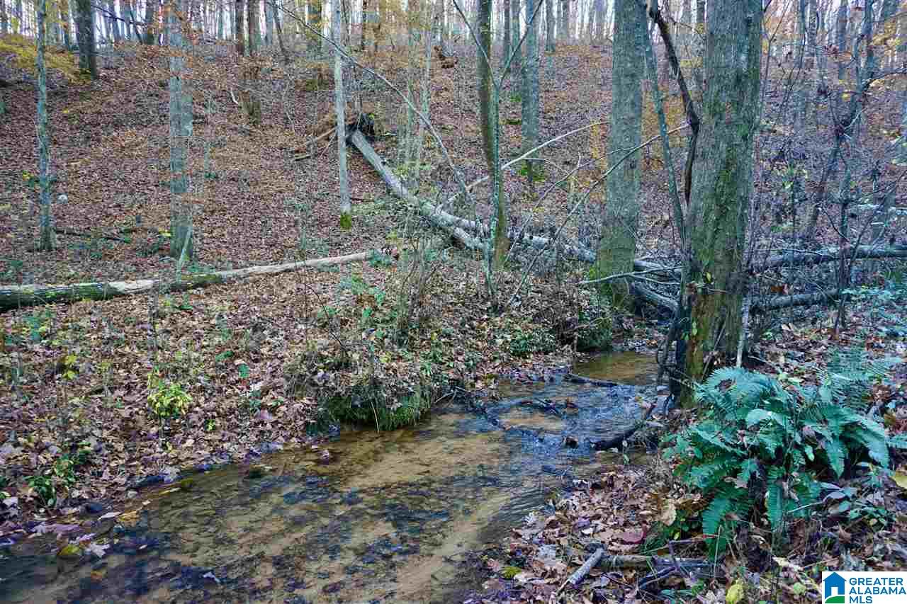0 Whites Gap Road Jacksonville, AL 36265 - Photo 8 of 31