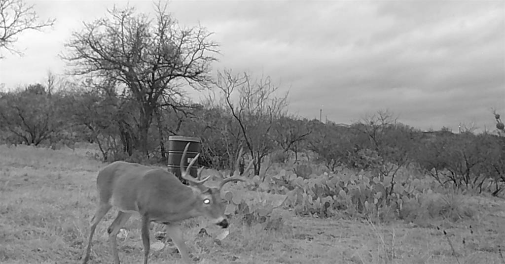 143 Rr 10 Voss, TX 76888 - Photo 22 of 39