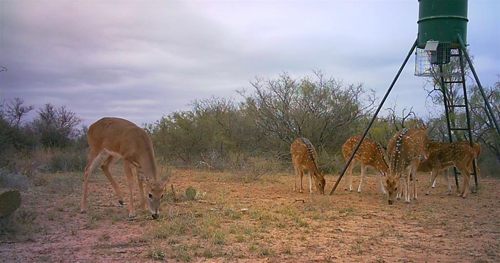 143 Rr 10 Voss, TX 76888 - Photo 29 of 39