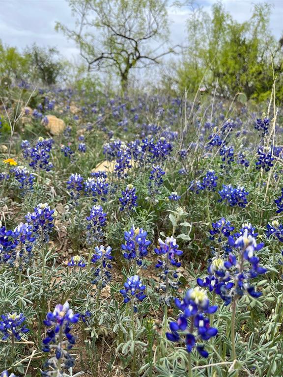 143 Rr 10 Voss, TX 76888 - Photo 35 of 39