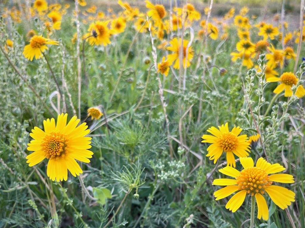 143 Rr 10 Voss, TX 76888 - Photo 36 of 39